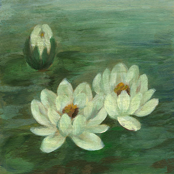 White lotus